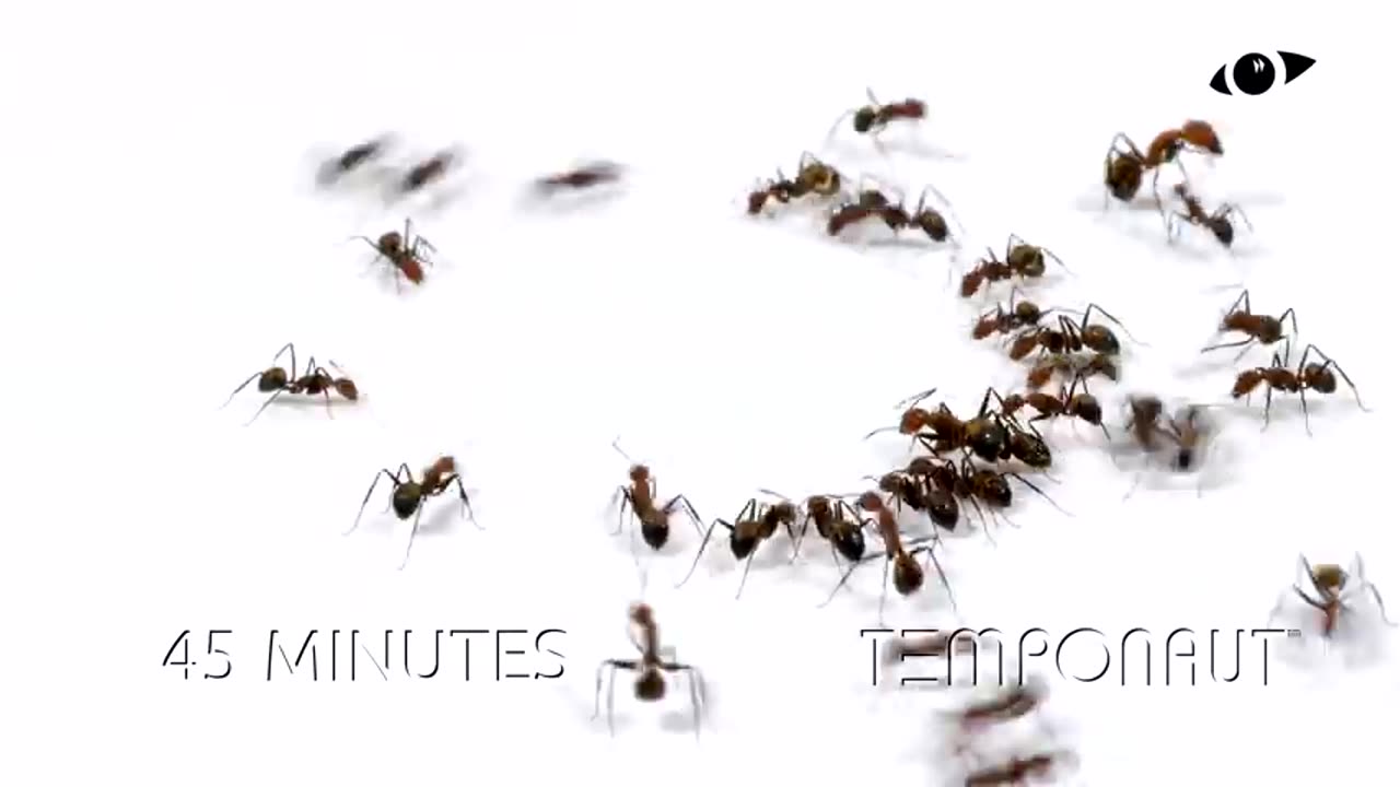 Ants Drinking Water Time-Lapse