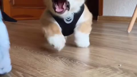 Corgi puppy is so playful and funny