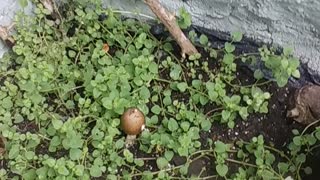 Magic Oregano???