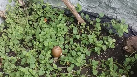 Magic Oregano???