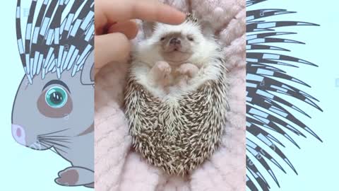 When cuddle is life