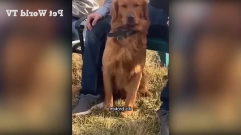 DOG FUNNY VIDEOS