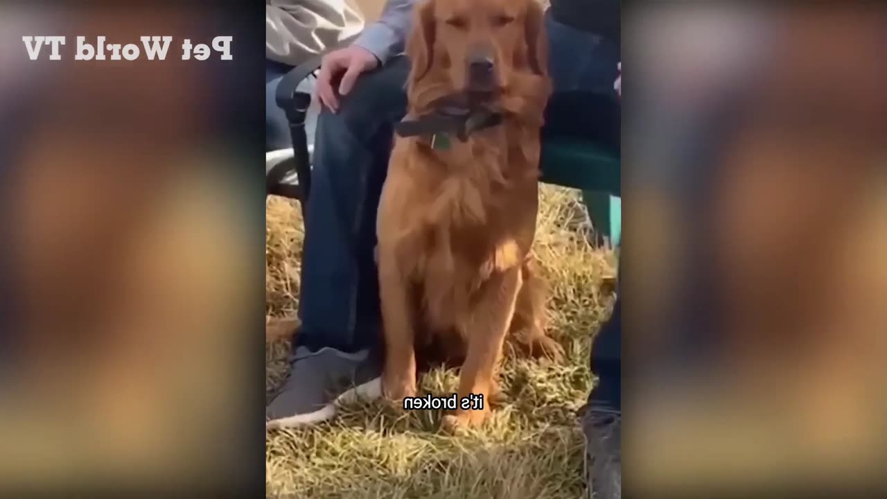 DOG FUNNY VIDEOS