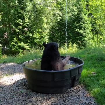 Bear enjoys bath time in tub in this unbearably cute