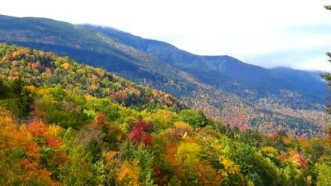 Autumn Leaves