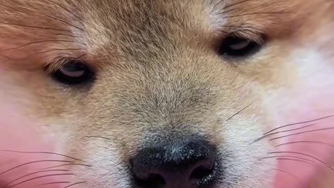 Is it smelling my sweet scent?🐶 #pets