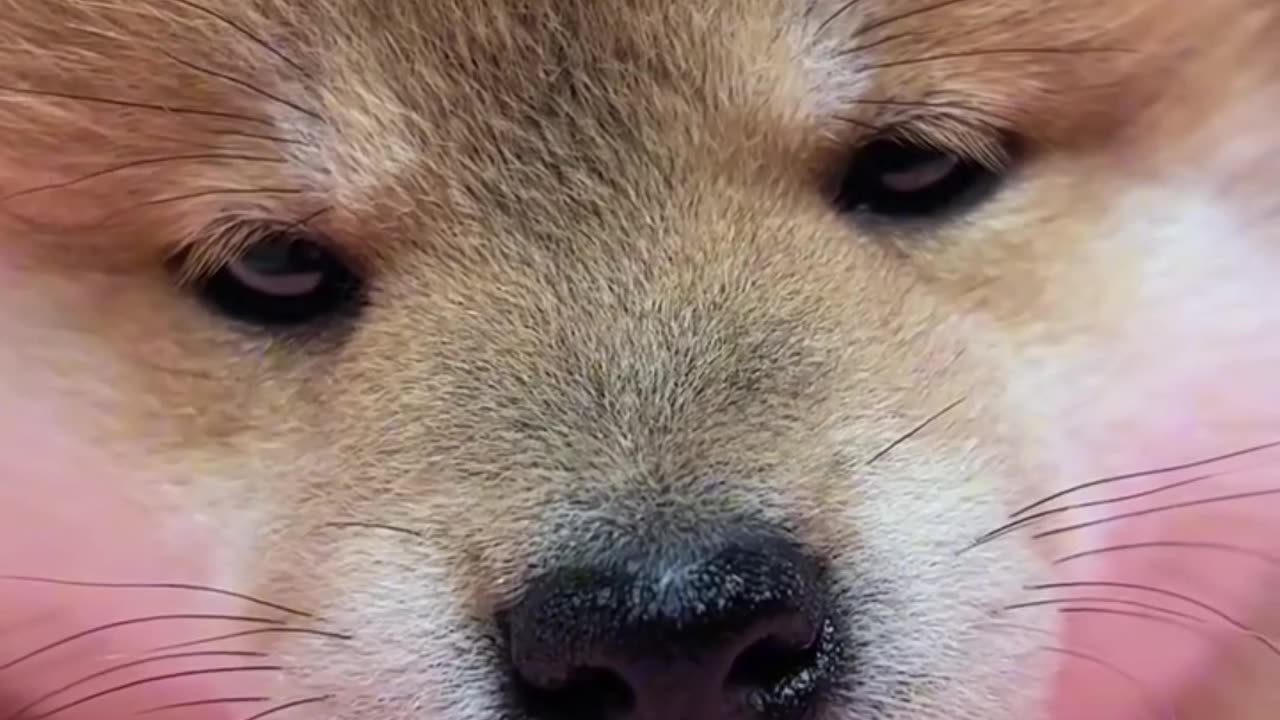 Is it smelling my sweet scent?🐶 #pets