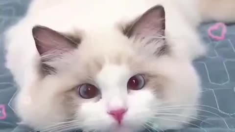 Nice cat movement