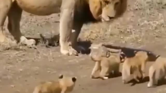 kittens scared the lion