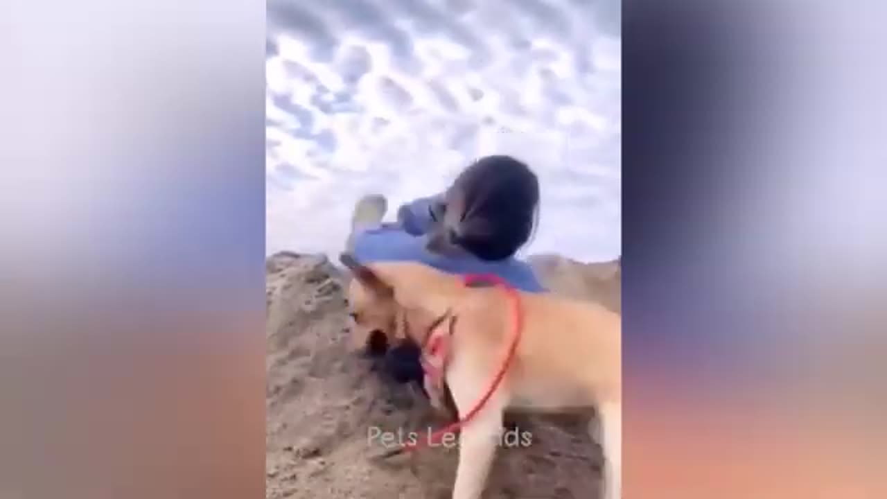 Funny cat
