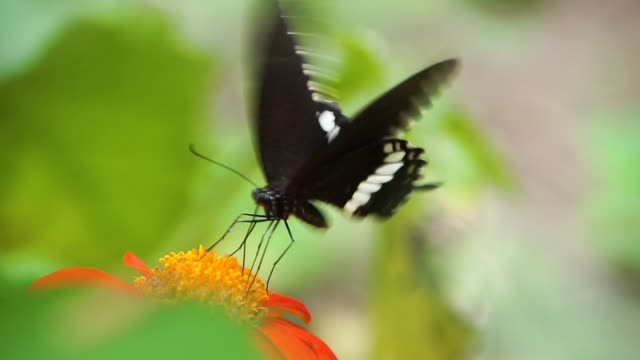 Butterfly flying around Flower