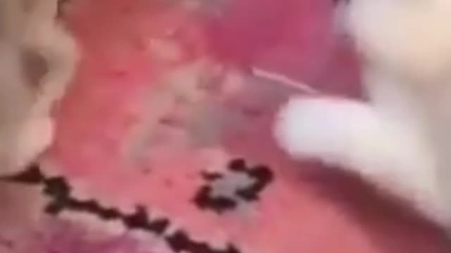 Playing two cat.