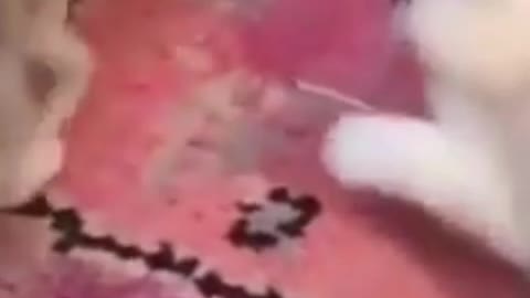 Playing two cat.