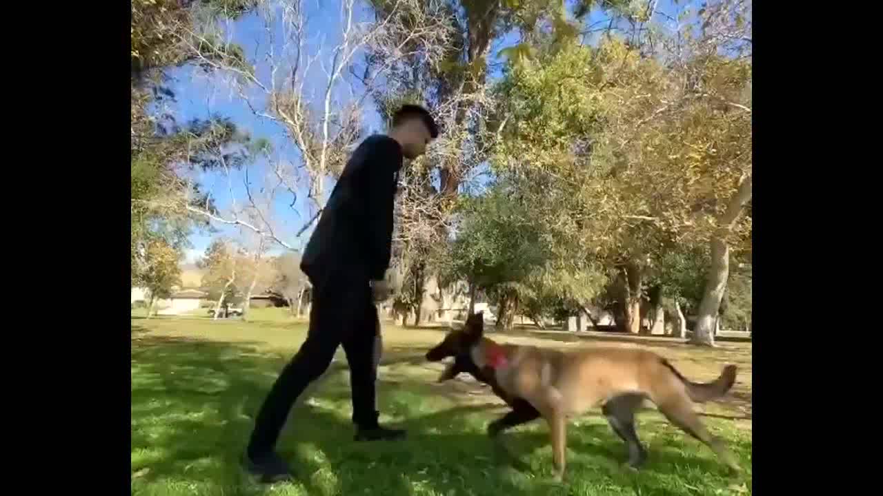 Clever dog trains like a ninja as it runs up and around its owner