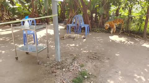 Fake funny Tiger prank on Dogs 2021 #62