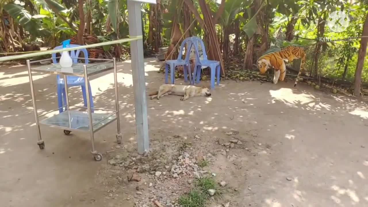 Fake funny Tiger prank on Dogs 2021 #62