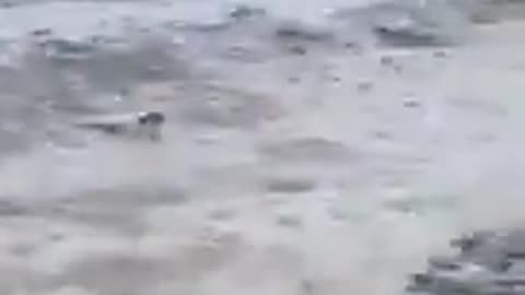 Rabbit emerges from the ocean