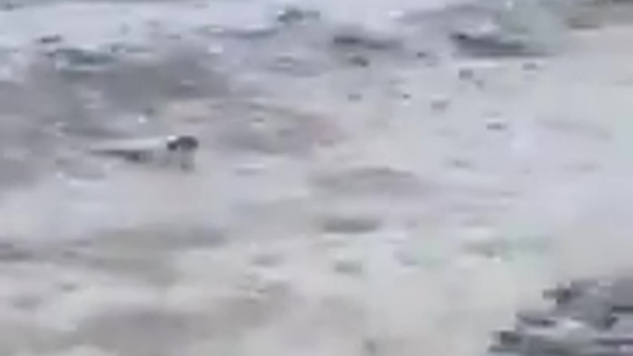 Rabbit emerges from the ocean