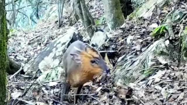 Is this a baby deer? Its horns are just coming out