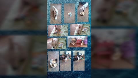 today video