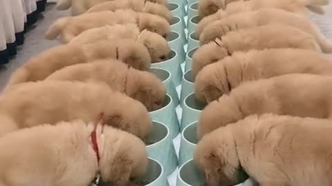 cute puppies