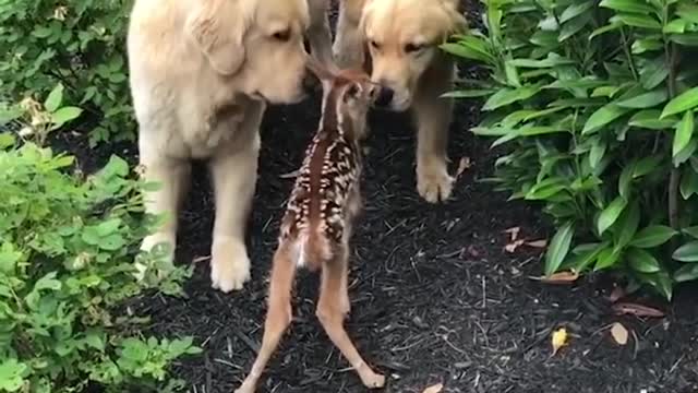 Funniest & Cutest Labrador Puppies