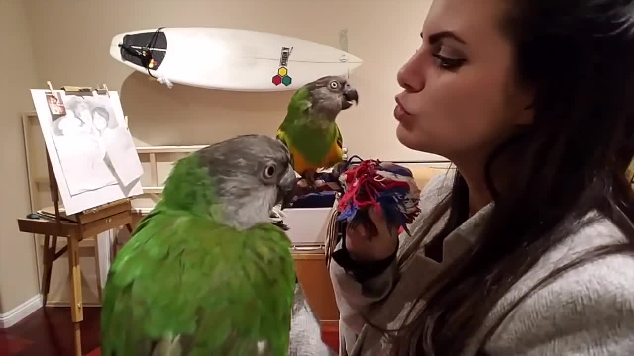 How to train Your Parrot & Stop Parrots Biting You☺️