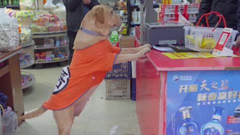 The dog went shopping in the supermarket