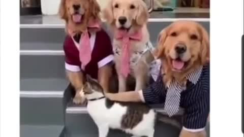 This cat doesn't want to be in the family photo LMAO