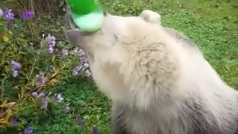 Bear Drinking Soda