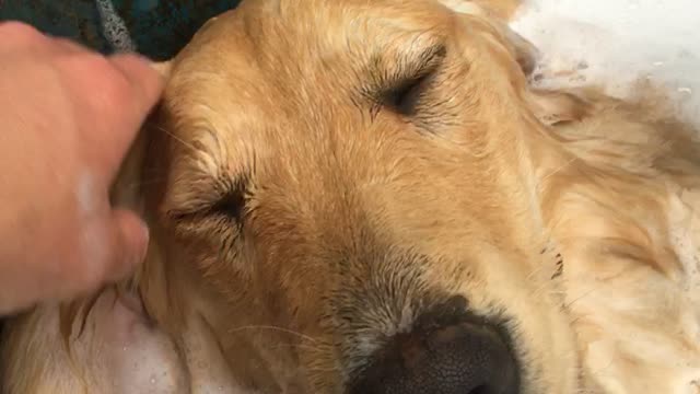 Gorgeous golden retriever gets a bubble bath