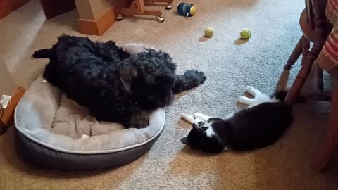 Adorable cat and dog play with dog bed