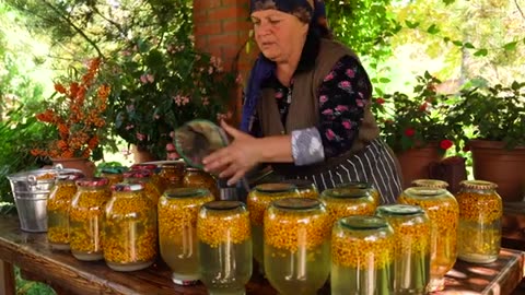 Sea Buckthorn Harvest