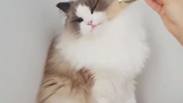 The cat's secret is revealed! This is the juicy detail. Episode 10