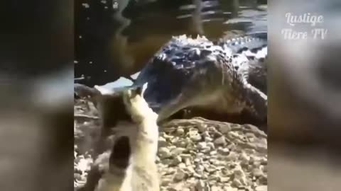 Funny Animals - Hilarious Animal Videos That Will Make You Laugh Out Loud!