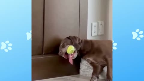 Funny dog sleeping with ball in mouth