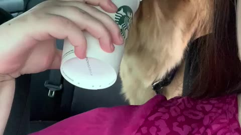 Golden Retriever loves pupcups