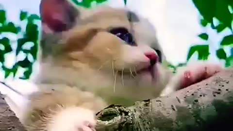 cute kitten,s #shorts #kitten
