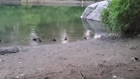 Video of some ducks
