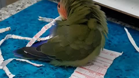 Parrot Paper Shredder