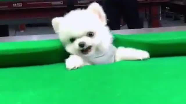 Cute dog playing pool