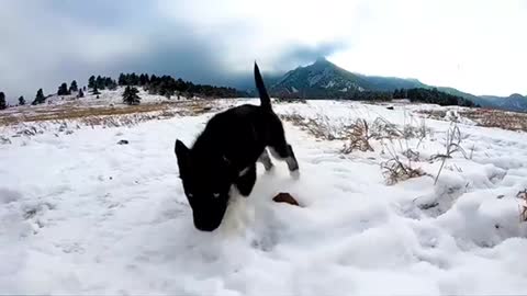 Slowmo german shepherd puppy walks in snow
