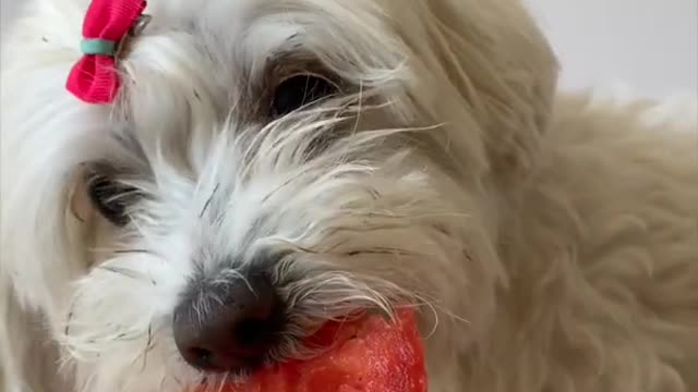 🍉🐶Dog Eat A Watermelon🐶To Funny🐶