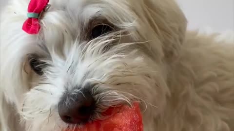 🍉🐶Dog Eat A Watermelon🐶To Funny🐶