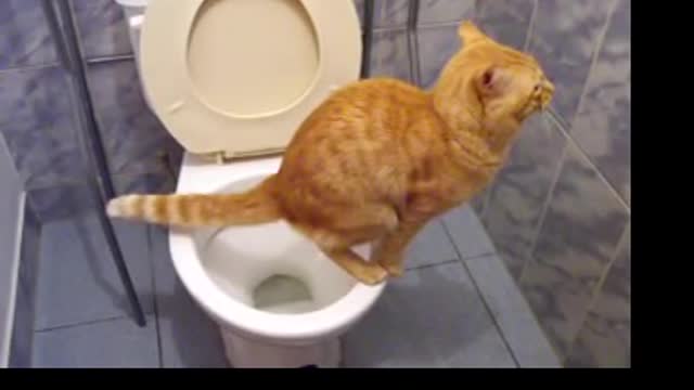 Gato cat en el baño