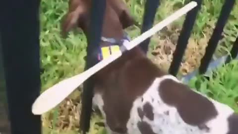 Visiting a friend with a wide fence calls for quick thinking