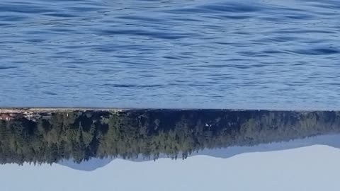 Whales by Sechelt BC