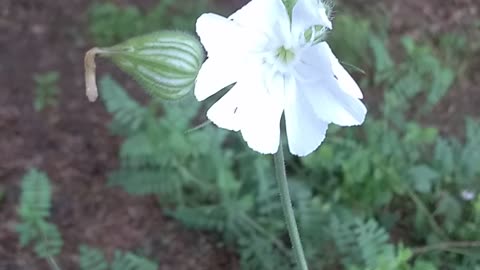 White Campion