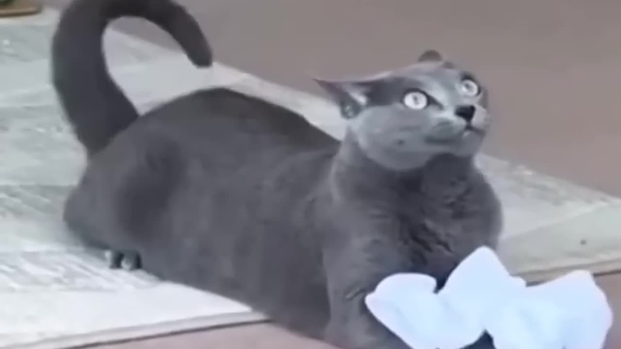 15 funniest cats of 2024 😂.
