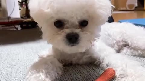 Puppy Jenny's so cute video (17)